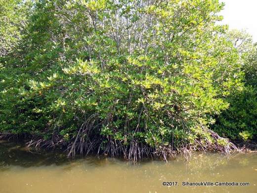 Kep Mangrove Forest in Kep, Cambodia.