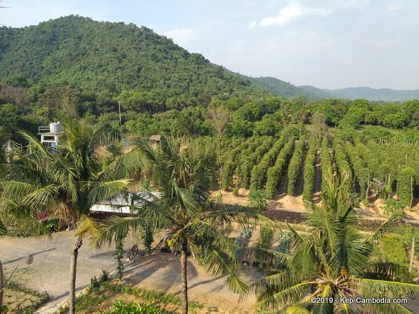 The Vine Retreat in Kep, Cambodia.  Resort Hotel.