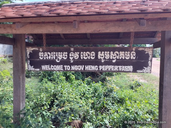 Ngov Heng Pepper Plantation in Kep, Cambodia.