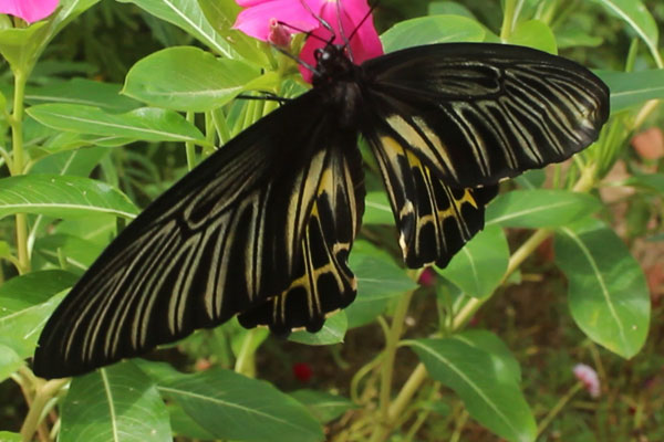 Kep Butterfly Farm in Kep, Cambodia.