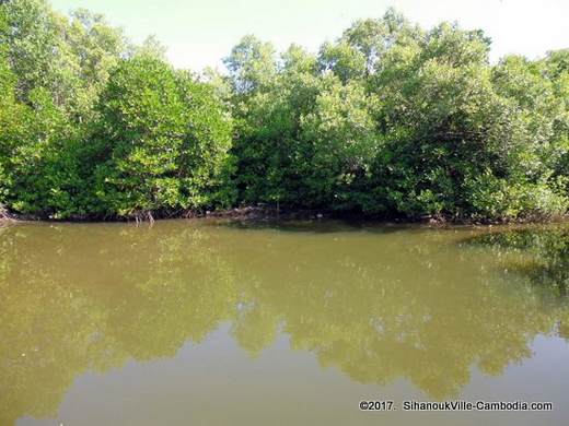 Kep Mangrove Forest in Kep, Cambodia.