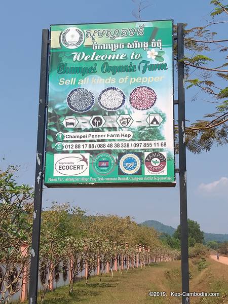 Champei Organic Farm in Kep, Cambodia.  Kampot Pepper.
